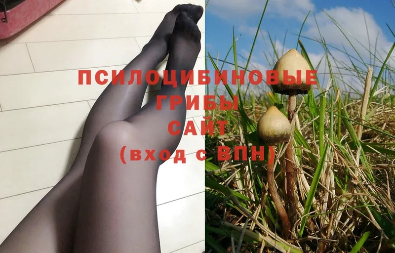 Псилоцибиновые грибы Cubensis  сайты даркнета формула  Куртамыш  где купить наркоту 